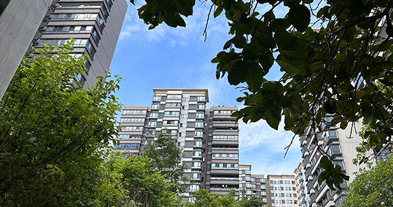 中文cc公司域名查询